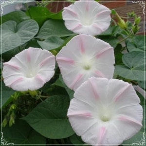 5 Seeds Shiva Morning Glory Flower Seed, White Soft Pink Striped Ipomoea, Natural, Non GMO, Heirloom
