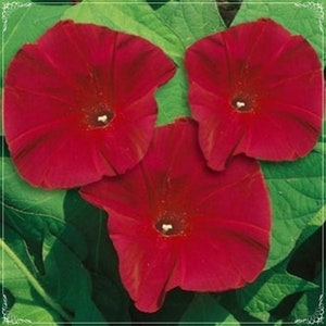 5 Seeds Giant Flowering Ipomea Nil Scarlett O'Hara Japanese Morning Glory Seed, Natural, Non GMO, Heirloom