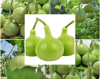 5 Seeds Round Bottle Gourd, Thai Squash, Calabash, Natural, Non GMO