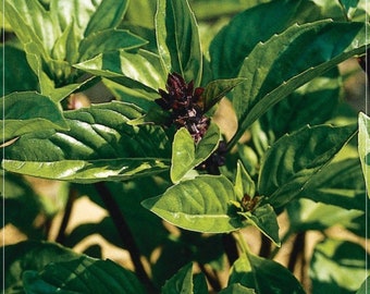 100 semillas de albahaca con aroma a limón, semillas de albahaca limón tailandesa, hierbas aromáticas, naturales, sin OMG, heredadas