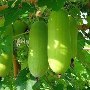 10 Samen Rehwachskürbis-Samen, Faeng Sai Tan Thai Squash, Benincasa Hispida, natürlich, ohne GMO