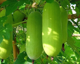 10 semillas de calabaza blanca Faeng Sai Tan (Benincasa hispida), naturales, sin OMG.