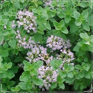 Op de afbeelding: Een close-up van een groene oregano plant met kleine, lichtpaarse bloemen.