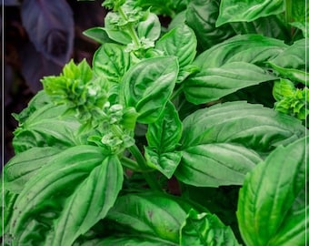 50 semillas de albahaca lechuga, hierbas aromáticas, naturales, sin OMG, variedad tradicional