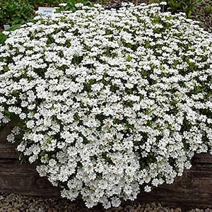 Op de afbeelding: Een close-up van een wit bloeiende plant met kleine, delicate bloemen. De plant staat in volle bloei en bedekt een groot gebied.