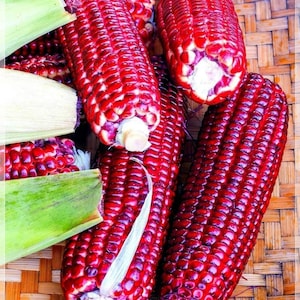 Jimmy red corn - Etsy 日本