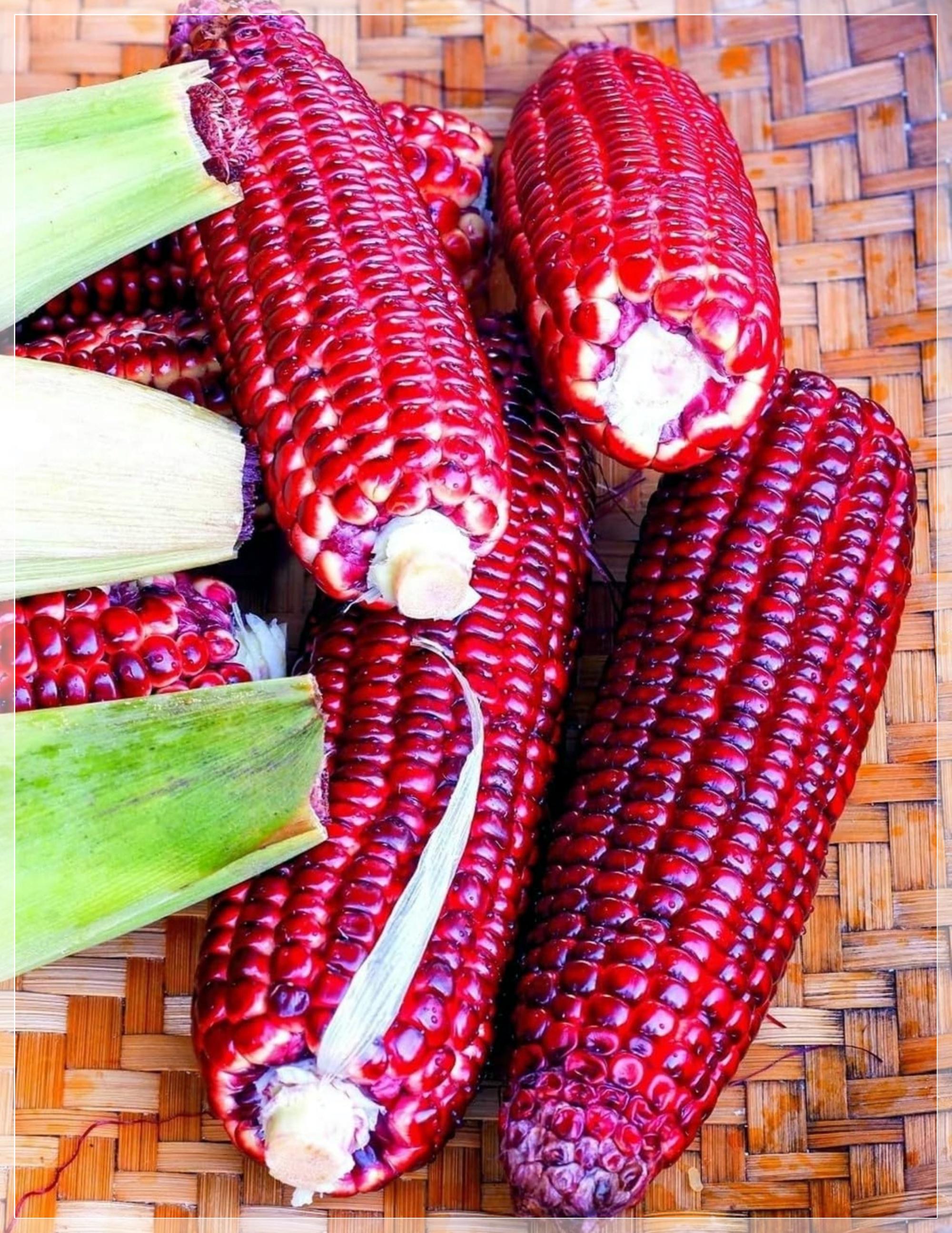 Jimmy red corn - Etsy 日本