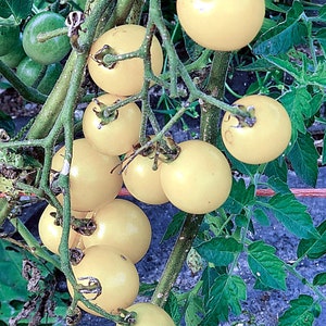 10 Samen Schneewittchen-Kirschtomate, kleine Tomate, natürlich, nicht GMO
