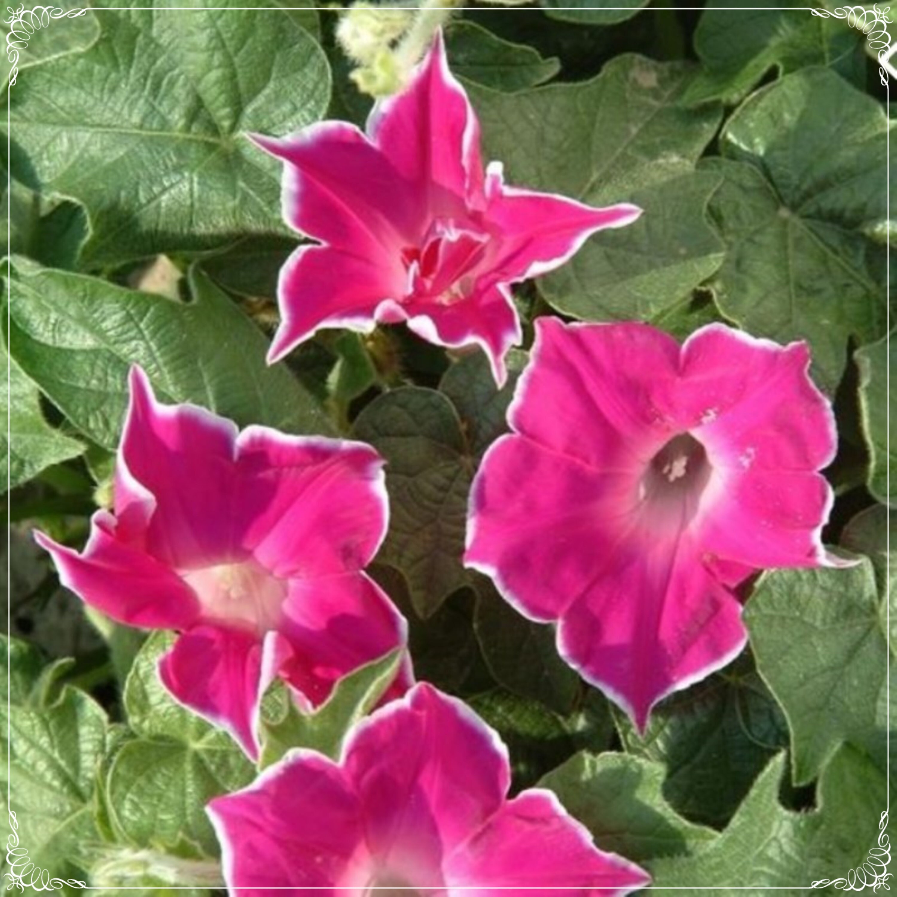 FLORASELF Bloemenzaden Dagbloem Morning Glory Mix kopen