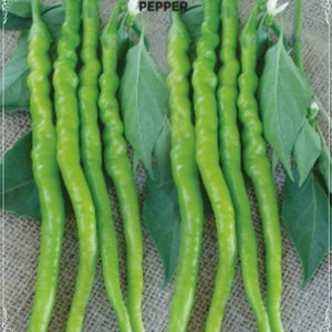 以下が含まれることがあります： 長い、細い、緑色の唐辛子の束のクローズアップ。唐辛子はしわくちゃで、わずかに曲がった形をしています。唐辛子は麻布の背景に並べてあります。