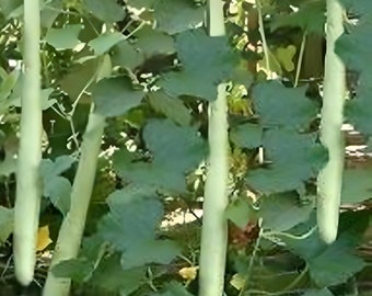 5 Seeds Thai Long Gourd Seeds, Bottle Gourd, Approx 1,50 m, Edible Squash Cucurbita Natural Heirloom