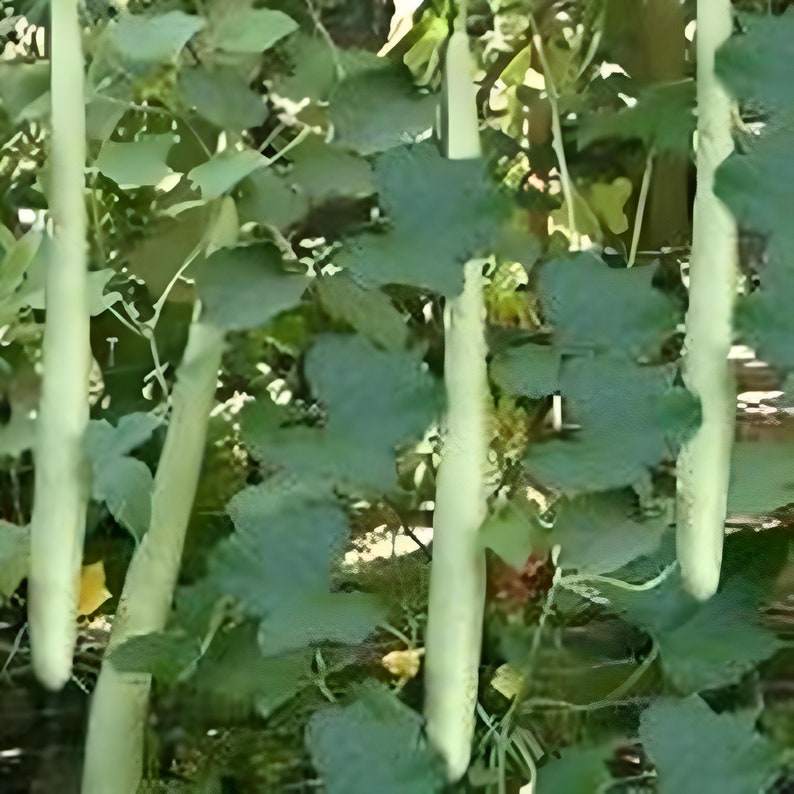 5 Seeds Thai Long Gourd Seeds, Bottle Gourd, Approx 1,50 m, Edible Squash Cucurbita Natural Heirloom image 1