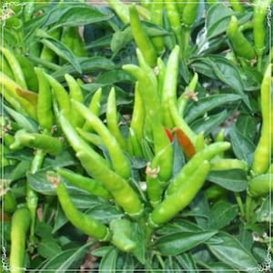Peut inclure: Gros plan sur un plant de piment vert avec de nombreux piments verts longs et fins qui poussent dessus.