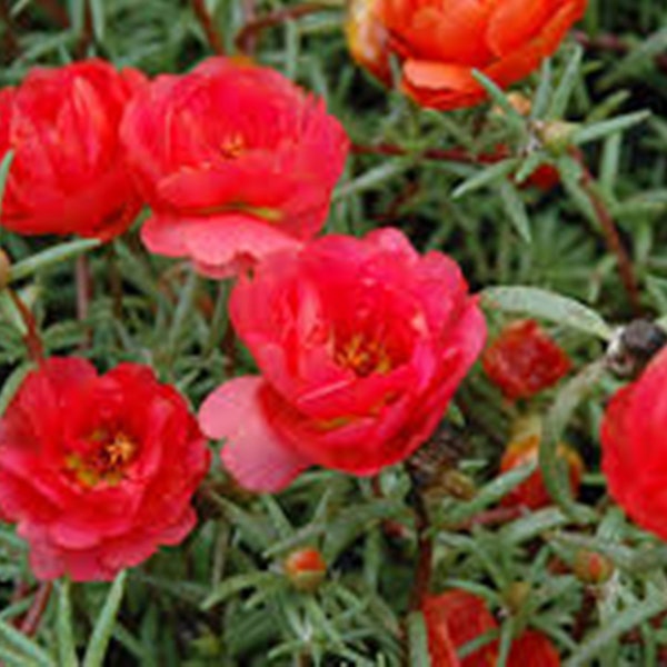 100 Semillas Semilla de Portulaca Grandiflora Roja, Flor de Rosa Musgo, Natural, Sin OGM, Reliquia