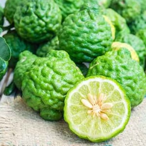 5 Seeds Fragrant Kaffir Lime, Kieffer Lemon Tree, Makrut, Magrood, Thai Local, Natural, Non GMO
