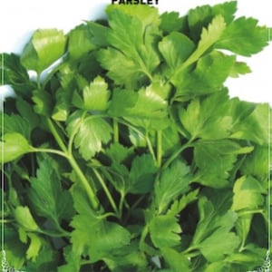 Könnte beinhalten: Ein Bund frischer grüner Petersilienblätter.