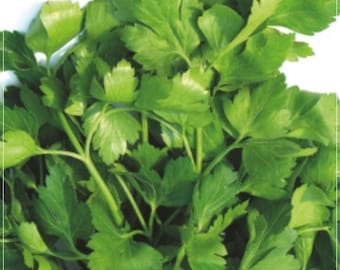 1000 semillas de perejil de hoja fina, follaje vegetal, natural, sin OMG, reliquia