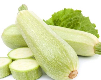20 Seeds White Zucchini  Seeds, Summer Squash Seeds, Vegetable, Natural, Non GMO, Heirloom