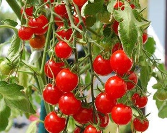 50 semillas de tomate cherry rojo, tomates cherry Money Maker naturales, sin OMG, de herencia