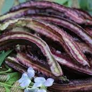 May include: A close-up of a pile of dried purple winged beans, also known as goa beans, on a woven surface with green leaves and purple flowers.