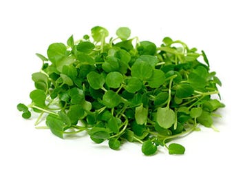 有機クレソン（Nasturtium Officinale）の種子 - Etsy 日本