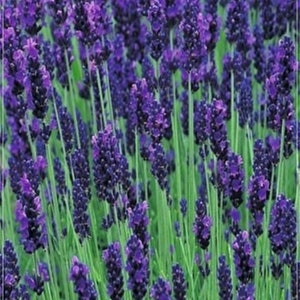 50 Seeds Hidcote Blue English Lavender Seed, Aromatic Flower, Natural, Non GMO, Heirloom