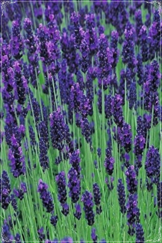 50 Seeds Hidcote Blue English Lavender Seed Aromatic Flower Etsy
