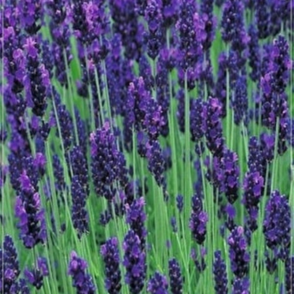 50 Samen Hidcote Blau Englisch Lavendel Samen, aromatische Blume, natürlich, Non GMO, Heirloom