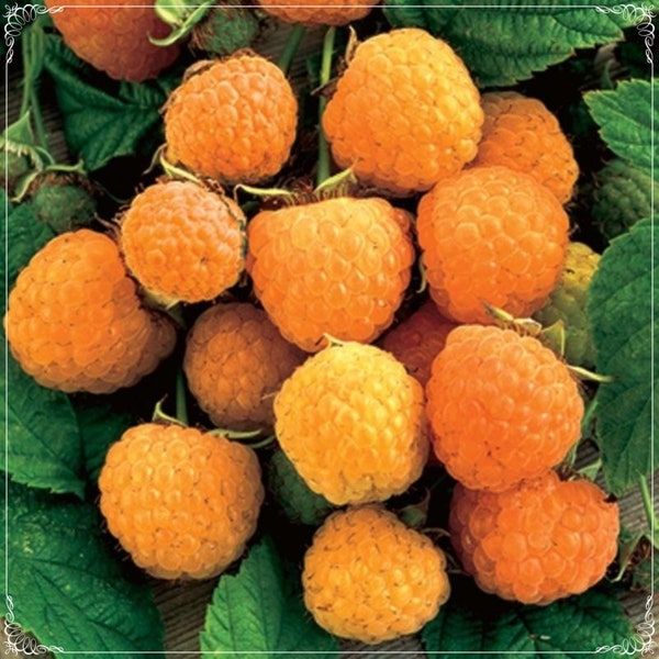 5 Seeds Natural Yellow Raspberry Seed, Rubus Idaeus, Natural, Non GMO, Heirloom