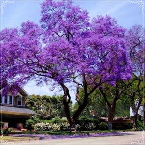 20 Seeds Tomentasa Paulownia Tree, Princess Tree Seed, Royal, Fastest Growing Forest Trees, Bonsai, Natural