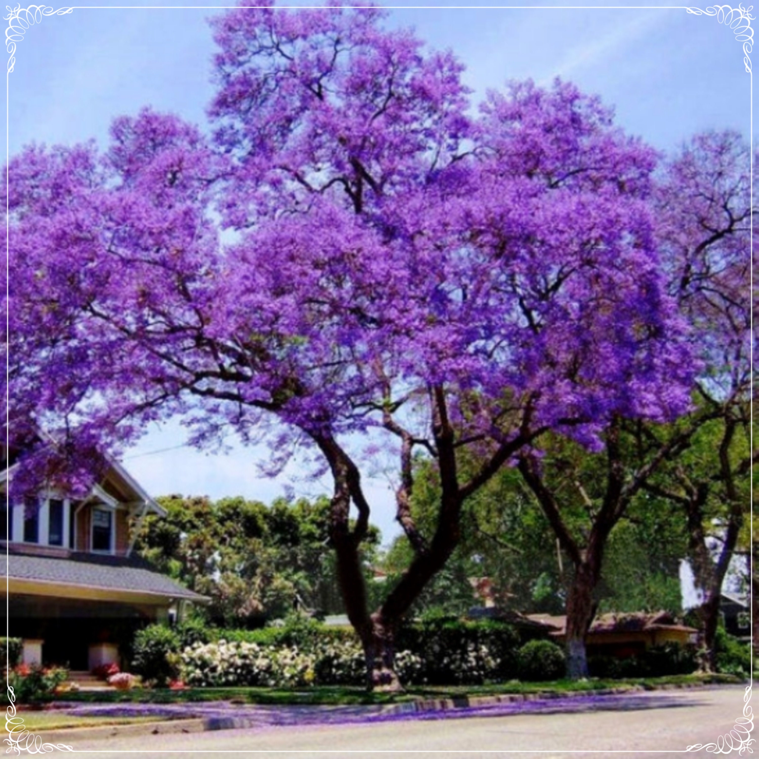 20 Seeds Tomentasa Paulownia Tree, Princess Tree Seed, Royal