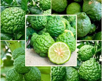 5 Seeds Fragrant Kaffir Lime, Kieffer Lemon Tree, Makrut, Magrood, Thai Local, Natural, Non GMO