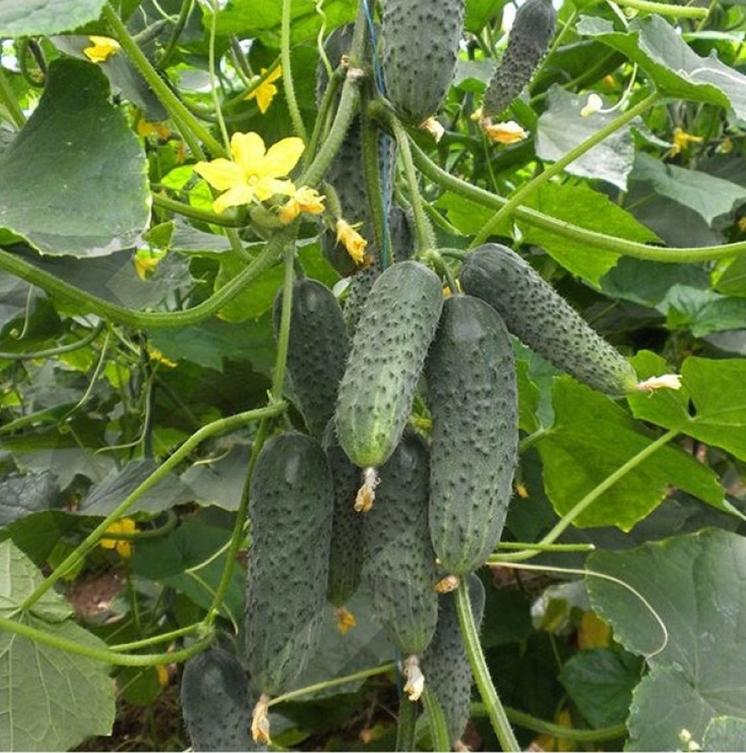 40 Samen F1 Gurkensamen Cornichons Baby Pickles Gurke Etsy.de