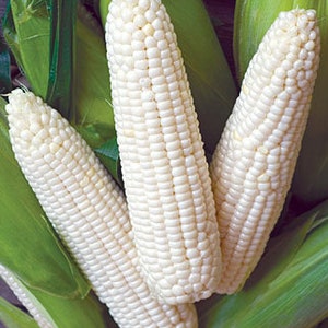 May include: Three white corn cobs with husks, showing the kernels.