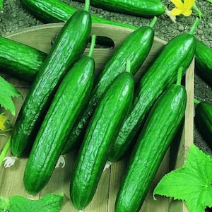 Può includere: Primo piano di un gruppo di cetrioli freschi e verdi disposti su una superficie di legno. I cetrioli sono lunghi e sottili, con una pelle liscia e lucida.