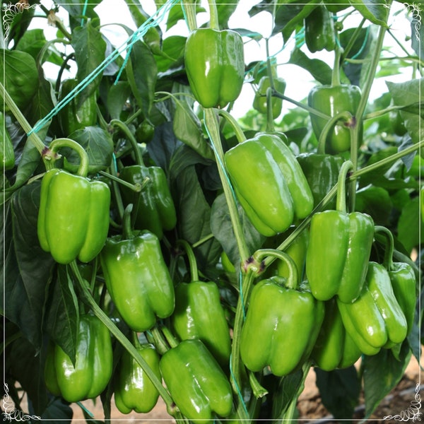 100 Seeds Kandil Bell Pepper Seed, Stuffed California Wonder Green Pepper, Natural, Non GMO, Heirloom