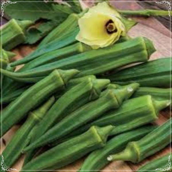 50 Seeds Mediterranean Green Okra Seed, Clemson Spineless, Lady's Fingers, Natural, Non GMO, Heirloom