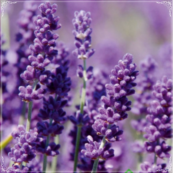 50 Seeds Fragrant French Provence Lavender Seed, Aromatic, Natural, Non GMO, Heirloom