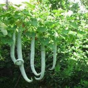 Puede incluir: Primer plano de varias verduras largas, blancas, delgadas y ligeramente curvadas que cuelgan de una vid. Las verduras están creciendo en un jardín.