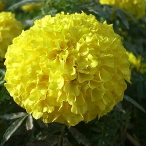 50 frön Thai gul ringblomma blomfrön, gul ringblomma Tagetes Patula Nana