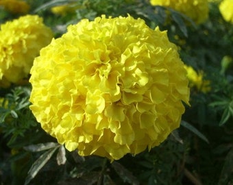 50 種子タイの黄色のマリーゴールドの花の種、黄色のマリーゴールド マリーゴールド パトゥラ ナナ