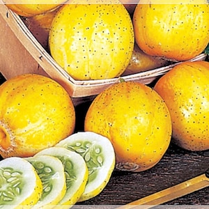 10 Seeds Lemon Cucumber Seeds, Apple cucumber, Budamkaya, Dosakai, Edible, Natural, No Gmo