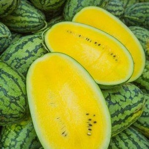 Peut inclure: Gros plan sur des tranches de pastèque jaunes avec une peau verte. La pastèque est coupée en deux et la chair jaune est visible. La pastèque est entourée d'autres pastèques à peau verte.