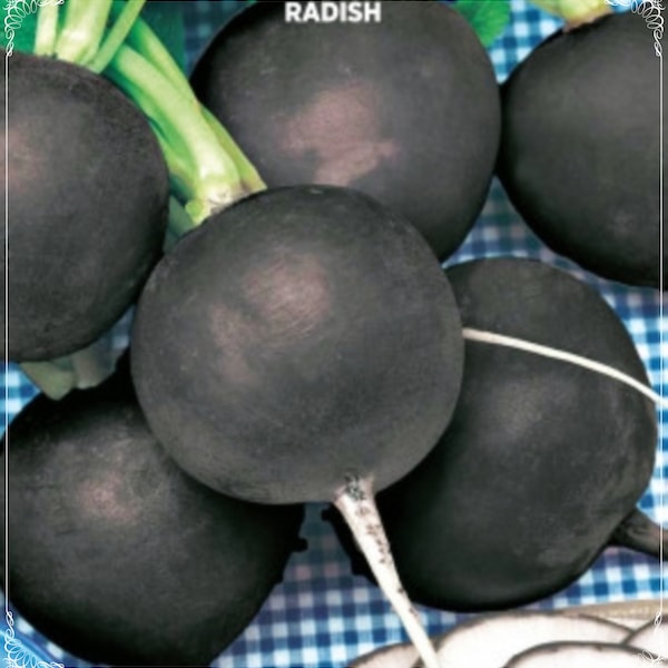 100 Seeds Black Radish Seed, Natural, Non GMO, Heirloom, Easy To Grow