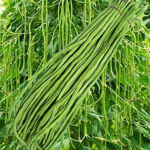 Può includere: Un mazzo di lunghi fagiolini verdi, noti anche come fagiolini asparagi, sono legati insieme con un elastico. I fagiolini sono appesi a una vite sullo sfondo.