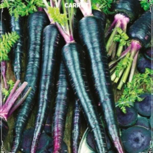 200 Seeds Purple Carrot Seed, Purple Haze Carrot, Natural, Non GMO, Heirloom