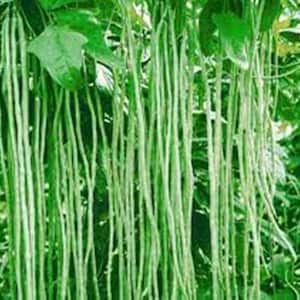 5 Seeds Green Yard Long Bean Seeds, Thai Bean, Natural, Non GMO, Heirloom