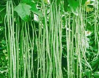 5 semillas de judías verdes largas, judías tailandesas, naturales, sin OMG, variedad tradicional