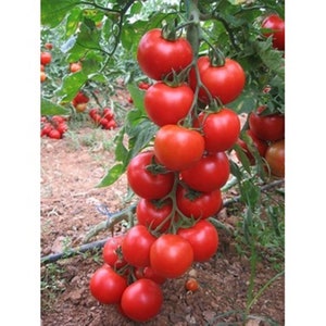 50 Seeds SC2121 Tomato Seeds Tomato F1, Profilic, Tasty