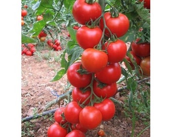 50 Semillas SC2121 Semillas de Tomate Tomate F1, Profílico, Sabroso